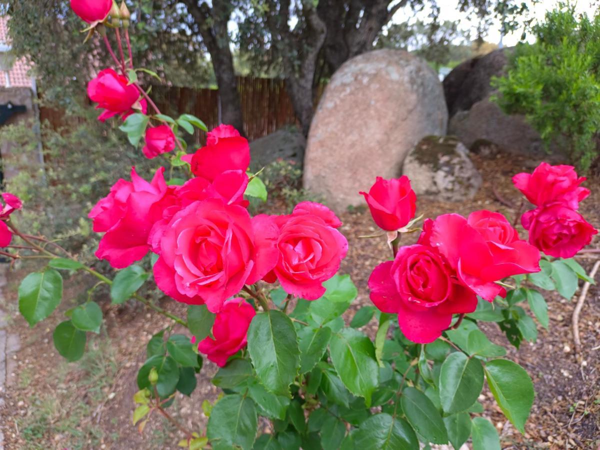 El Encinar De Gabino Villa Zarzuela del Monte ภายนอก รูปภาพ
